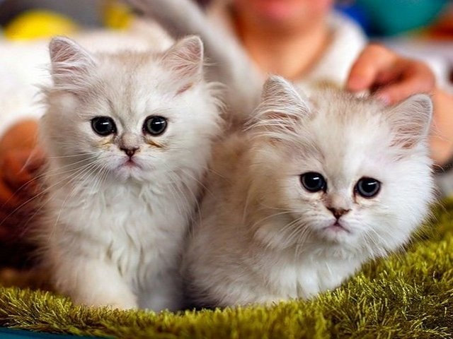 Породы кошек в Краснослободске | ЗооТом портал о животных
