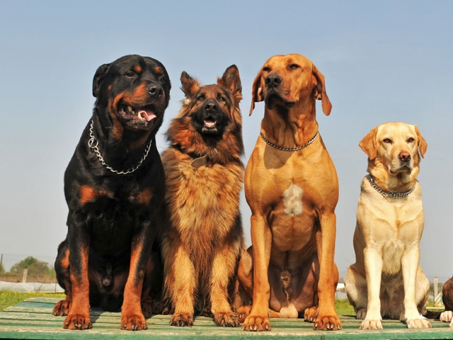 Крупные породы собак в Краснослободске | ЗооТом портал о животных